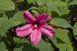 Rosemallow